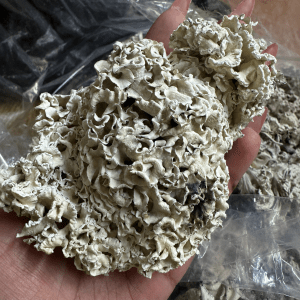 Enigma Raw Fruit